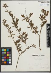 Foto von Salix purpurea L. x Salix viminalis L.